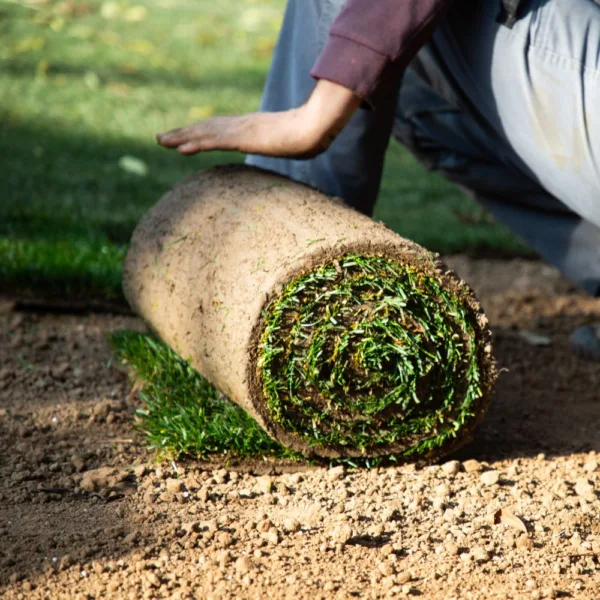 Drought Defender Turf