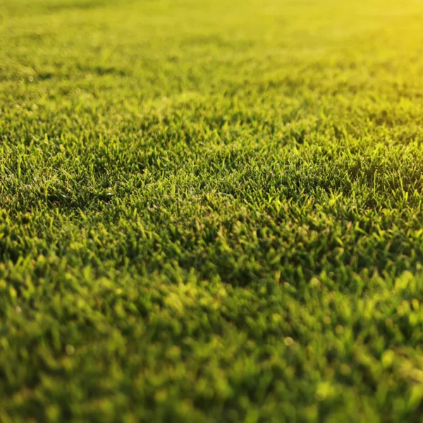 Essex Premium Sun Turf