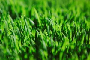 Close-up view of healthy green blades of drought resistant turf, showing lush growth and vibrant colour ideal for dry, sunny gardens in Essex.