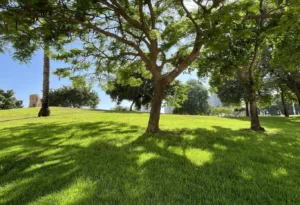 A sunlit, outdoor park scene showing a mature tree with a dense canopy casting strong shadows onto a lush, green lawn. The image highlights the vitality of the grass, which appears to be resilient turf for shaded areas, growing on a gentle slope against a bright blue sky.