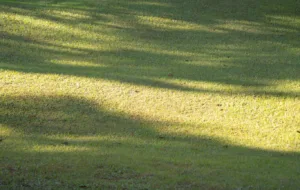 A lawn area with soft sunlight and gentle shadows across shade tolerant turf, showing how well the grass maintains its colour and thickness even in low-light conditions.