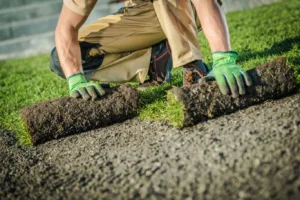 A professional gardener carefully installing fresh lawn rolls on prepared soil as part of expert turf laying services.