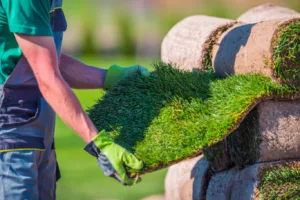 A worker handling fresh rolls of natural grass turf supplied by trusted local turf suppliers for garden installation.