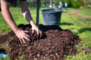 Gardener spreading wood chippings for the garden around a young tree to improve soil health and retain moisture.