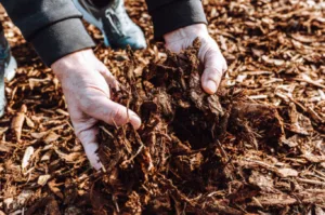 Hands spreading natural mulch made from wood chippings for the garden to improve soil health and moisture retention.