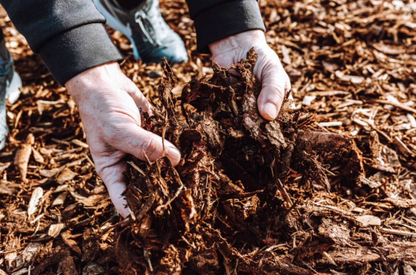 Hands spreading natural mulch made from wood chippings for the garden to improve soil health and moisture retention.